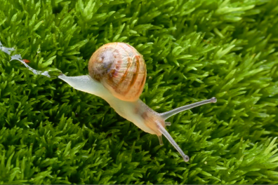 Observation d'un jeune escargot - 1mn 36s